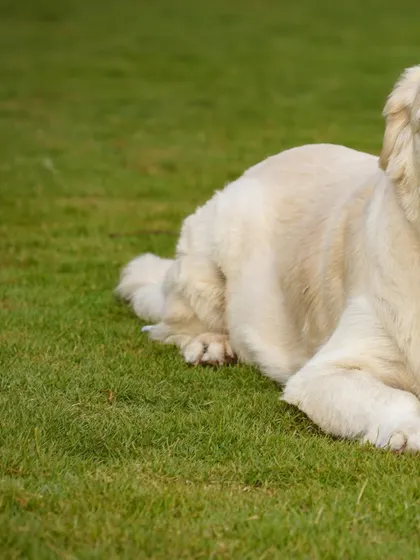 A side view of the Golden Retriever on the lawn, showing off his beautiful coat and happy tail.