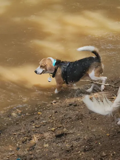 Exploring a new place with dog friends is a fantastic social and physical enrichment activity. This beagle is having a blast splashing around in the water.
