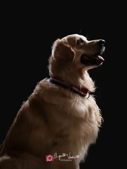 Leo the Golden Retriever, captured with a soft rim light that defines his beautiful coat against the dark backdrop. This technique gives the portrait a truly artistic and painterly feel.