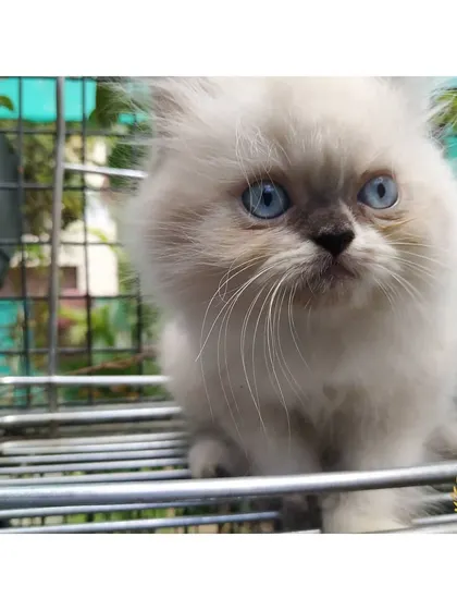 A close-up of a beautiful blue-eyed colorpoint kitten, looking curious and alert. This photo was taken in our catio, where the natural light and fresh air help our kittens flourish.