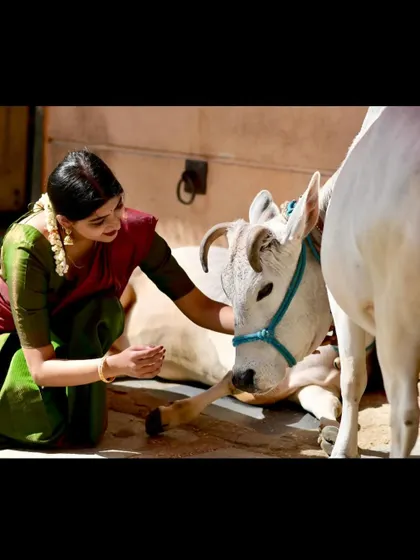 A gentle moment with a calf during a photoshoot. I am wearing a green and red half-saree, and this image captures a sense of compassion and connection to all living beings.