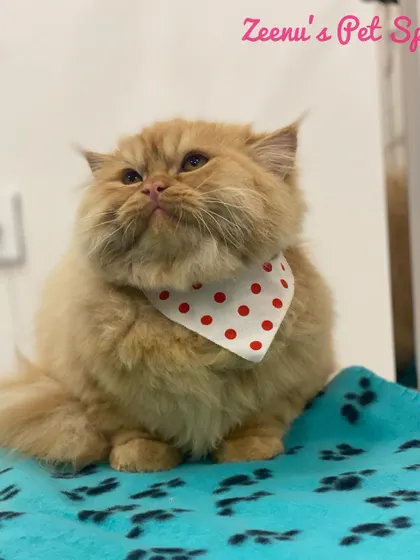 This fluffy ginger Persian is looking so proud and handsome in his red polka-dot bandana. After a full fluff dry and styling, his coat is incredibly soft and voluminous. It’s all about making them feel as good as they look.