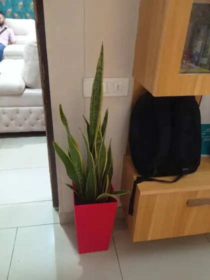 Another Snake Plant placed in a living room. They are extremely low-maintenance and tolerate low light, making them perfect for busy people.