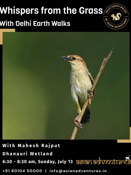 A Baya Weaver perched on a blade of grass. Our "Whispers from the Grass" walk at Dhanauri focuses on the grassland birds that are a specialty of this unique wetland habitat.