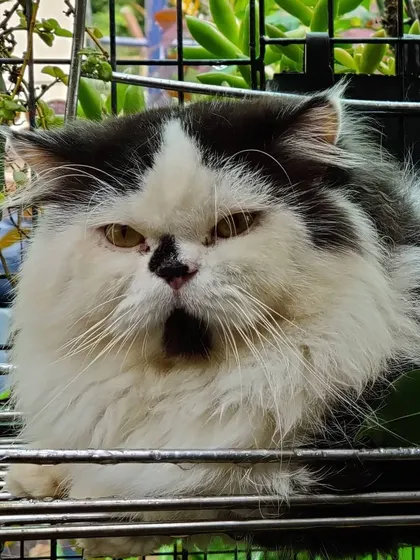 This fluffy black and white cat, Panda, is relaxing in a basket perch amidst the greenery of our catio, showing how our guests make themselves right at home.