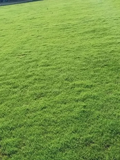 Another shot of my dense, healthy turf. It's perfect for creating a soft and safe play area for children.