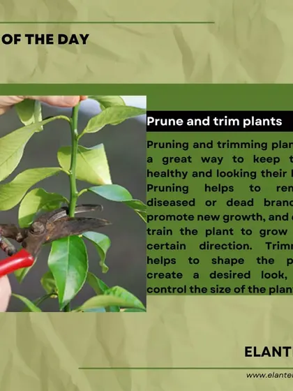 Tip of the day: Pruning and trimming your plants is a great way to keep them healthy, remove dead branches, and encourage new growth in the direction you want.