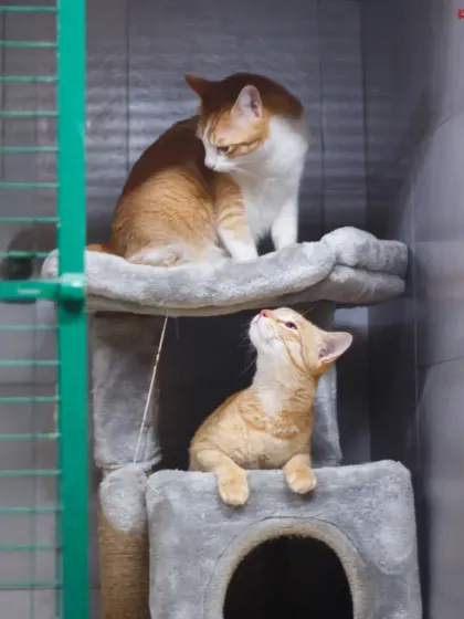 Two feline friends sharing a multi-story cat tree. We provide vertical spaces for climbing and perching, which cats naturally love.