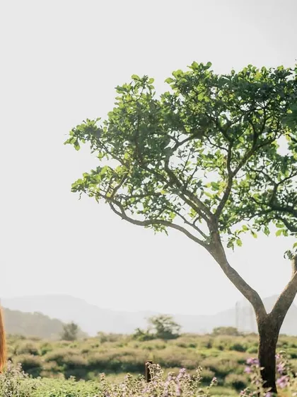 A beautiful silhouette against the bright sky, framed by a tree. This is a classic, artistic shot for any pre-wedding album.