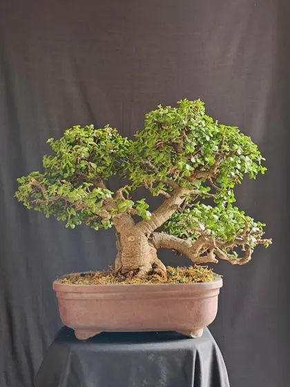 A powerful Jade bonsai with a very thick, mature trunk and a dense canopy. This tree is a testament to the beauty that comes with age and patience.