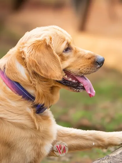 A beautiful profile shot of Asher, taking a break from his outdoor adventure. The natural light highlights his gorgeous golden coat.