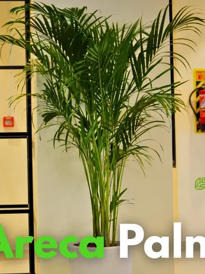 A tall, thriving Areca Palm in a simple white planter, ideal for adding a tropical touch and acting as a natural humidifier and air filter in a living room or office.