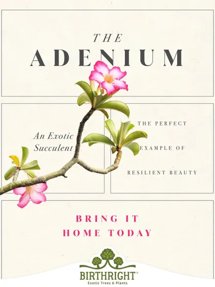 The Adenium is an exotic succulent that perfectly exemplifies resilient beauty. It thrives in sunny, dry conditions while producing some of the most spectacular flowers.