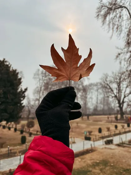 Holding up a Chinar leaf against the winter sun in a Mughal garden. A simple, iconic shot that represents the beauty of Kashmir in autumn.