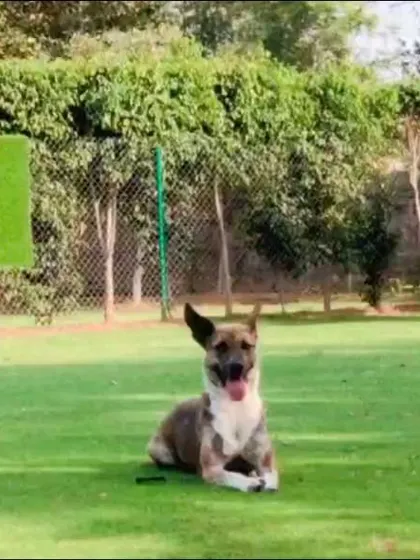 While we welcome cats, we also have plenty of space for our canine guests to relax. This dog is enjoying a peaceful rest on the lawn, showcasing the calm atmosphere of our venue.