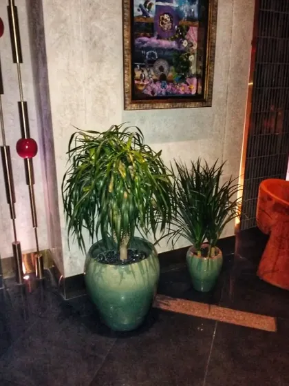 Here, I used a pair of Dracaena plants in matching green pots to add symmetry and life to a corner in a residential complex. The plants soften the modern decor and add a natural element to the art-filled space.