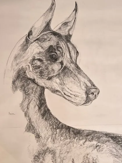 A finished student piece of a Doberman, showcasing strong command of line and shadow. Our animal drawing lessons help you understand anatomy and texture to bring your favorite creatures to life on paper.