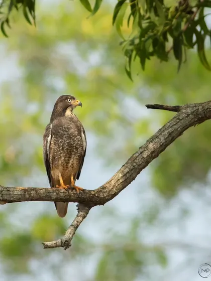 A White-eyed Buzzard perched amongst the foliage. I often prefer these shots over clean backgrounds as they show the bird in its true, complex environment.