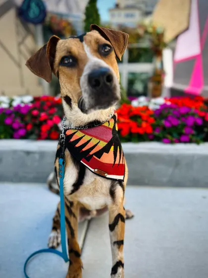 This is JD, a rescue who is looking for his forever home. He's dog-friendly but would do best in a home without young children. He comes with a free training review.