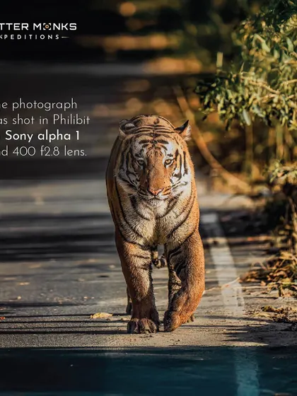Knowing your gear is essential. This tiger was shot on a Sony Alpha 1 with a 400mm f/2.8 lens. During our expeditions, I help you get the most out of your own equipment, no matter what brand or level you are.