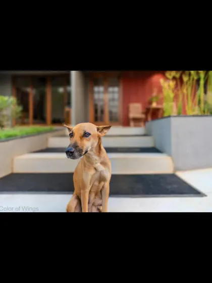 An indie dog sitting patiently on the steps of a modern home, showing how beautifully these dogs fit into our lives and spaces.