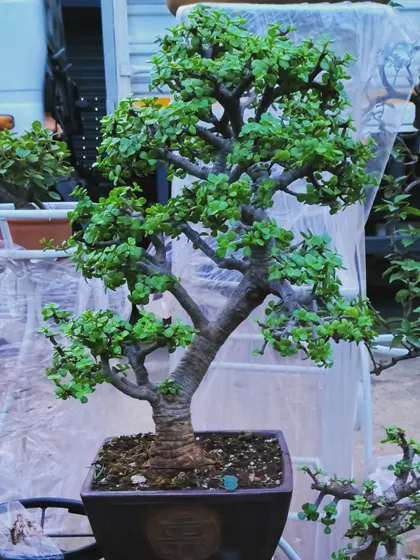A classic Jade bonsai with a thick, well-developed trunk. This one has been sold, but we are always cultivating new ones.