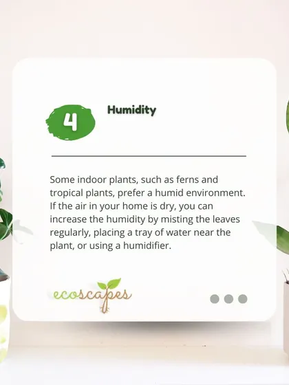 Indoor Tip 4: Humidity. Many popular indoor plants are tropical and prefer a humid environment. Misting the leaves or placing a tray of water nearby can help increase humidity.