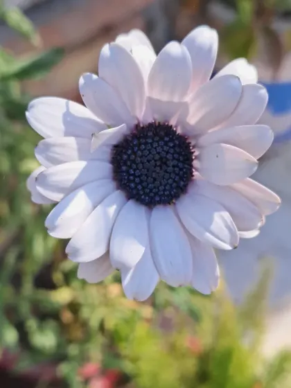 A soft-focus shot of a Dimorphotheca.