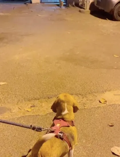 Another view of Coco the Beagle demonstrating incredible impulse control by watching a cat without chasing it. This is what reward-based training can achieve.
