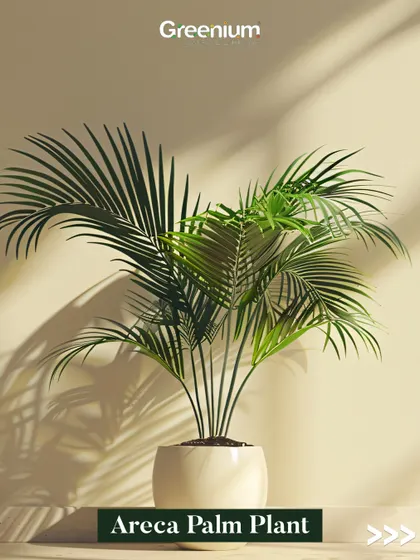 This artificial Areca Palm plant looks just like the real thing. It's a great way to add a touch of tropical elegance to a room without worrying about sunlight or watering schedules.