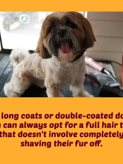 Instead of shaving, we recommend a full hair trim for double-coated dogs. This tidies up the coat without damaging its natural protective function.