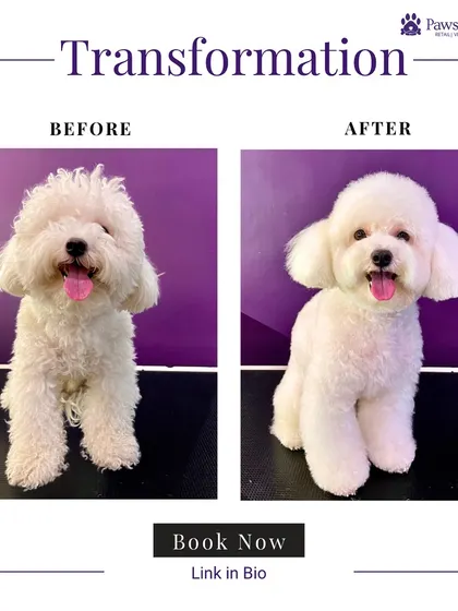 This white poodle's transformation is a testament to our whitening shampoo and expert grooming. We turned a shaggy coat into a bright, fluffy, and perfectly rounded style, showcasing a happy and healthy pet.