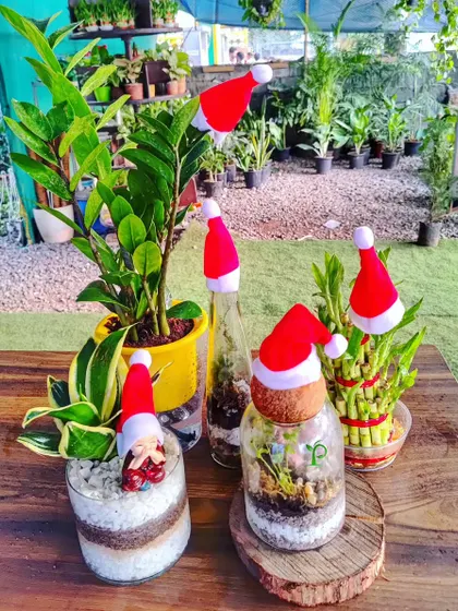 Getting into the festive spirit with my special Christmas collection. I create cheerful arrangements like these, featuring terrariums, lucky bamboo, and ZZ plants with cute Santa hats, perfect for spreading holiday cheer.