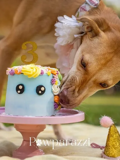 A close-up of Noor's 3rd Gotcha Day cake. The details on the cake itself can be a beautiful part of the story, especially when they're as cute as this one.
