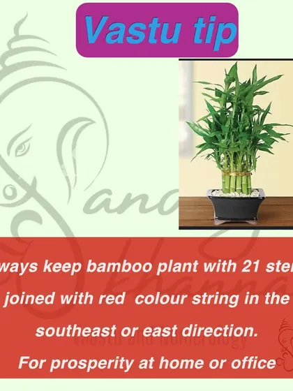 A bamboo plant can bring financial stability, but it must be placed correctly. Keep a plant with 21 stems tied with a red string in the East or South-East direction of your home or office for overall growth.