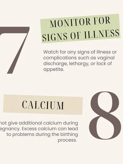 Monitor your dog for any signs of illness like lethargy or lack of appetite. It's also important not to give extra calcium, as it can cause issues during birth.