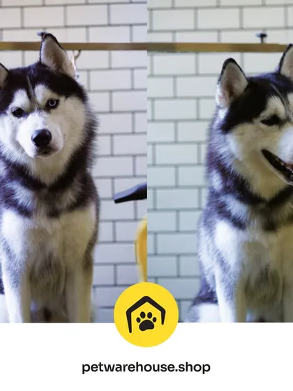 This stunning Siberian Husky is looking majestic after their grooming. We specialize in handling double-coated breeds, ensuring their fur is perfectly deshedded, clean, and healthy.