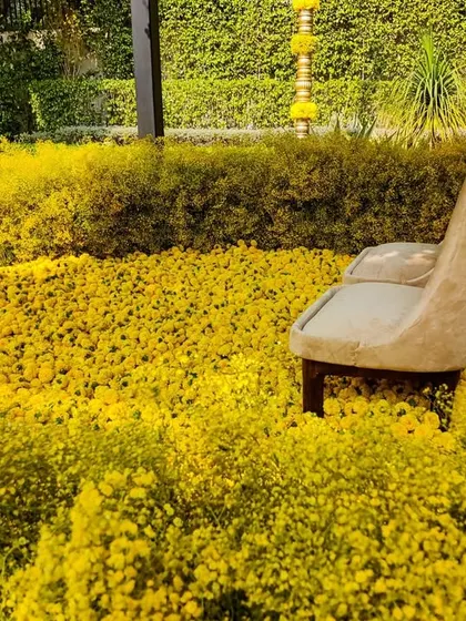 A single chair placed within the field of yellow flowers, illustrating the scale and immersive quality of the floral design for this Haldi ceremony.