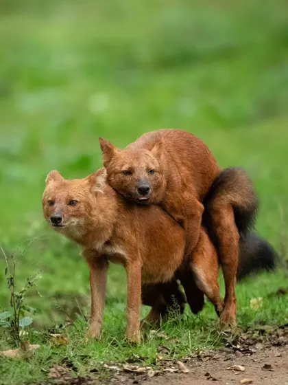 Another angle of the playful dholes, capturing their dynamic interactions and the strong connection between pack members.