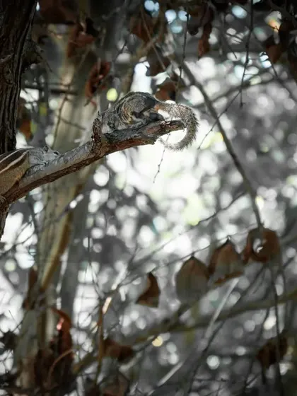 Two squirrels interacting on a branch. A candid moment in the animal kingdom, captured with a color splash effect to highlight the subjects.