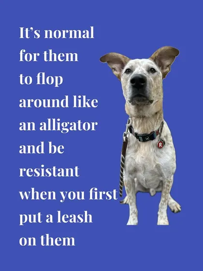 Don't worry if your puppy flops around like an alligator on their first few leash walks. It's a normal part of the process, and we can work on making it a positive experience.