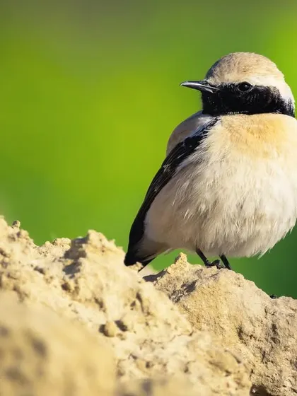 The Desert Wheatear against a vibrant green background, a beautiful contrast we found in the farmlands.