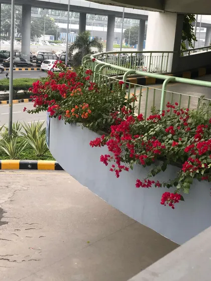 Bright red Bougainvillea planted along a ramp adds a welcome splash of color to the roadside. These plants are tough and thrive in sunny, high-traffic areas.
