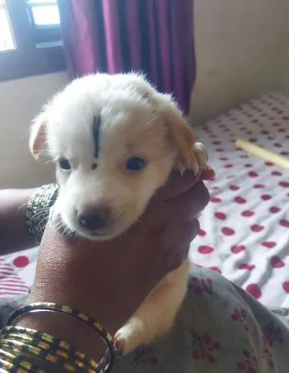 A sweet white puppy from the same litter, being held by a kind person. These one-month-old babies are very vulnerable.