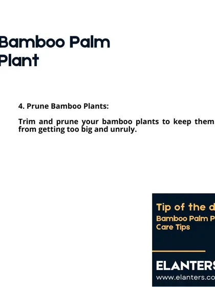 Bamboo Palm Care: Pruning. You can trim your bamboo palm to keep it from getting too large or to remove any old, unruly fronds.