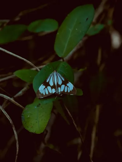 A beautiful blue and white moth on a leaf in the dark. Low-light macro photography can reveal stunning, rarely seen details.