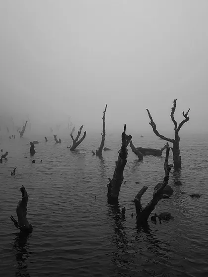 Dead trees emerge from the water on a foggy day, creating an eerie and hauntingly beautiful landscape. The black and white format enhances the mysterious and melancholic atmosphere.