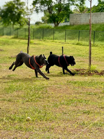 The chase is on! These two dogs are making the most of our open fields, a perfect setting for a good run.