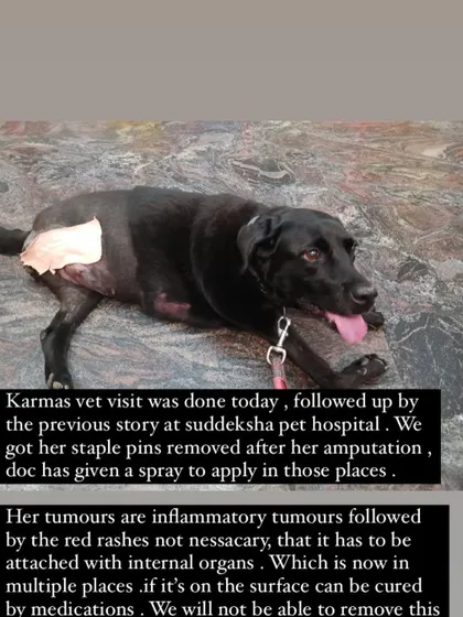 An update on Karma, our 12 year old lab. After her amputation, she developed inflammatory tumors. We are managing her condition with medication to keep her comfortable.