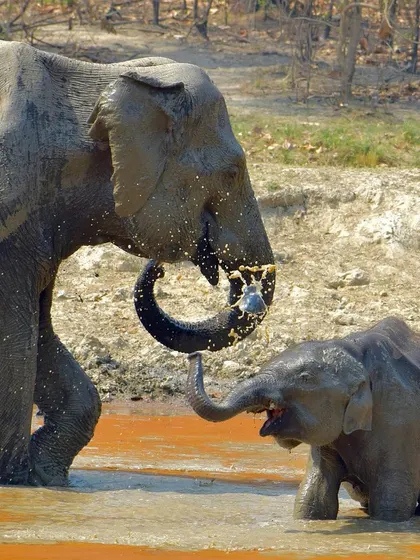 A mother elephant and her calf share a playful moment in the muddy waters of Jim Corbett. Capturing these unscripted displays of affection in the wild is what my wildlife photography is all about.